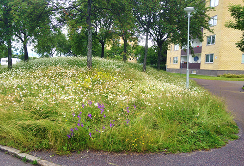 Blommande gräsyta i stad