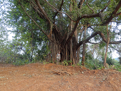 Fig tree, India