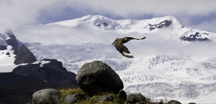 A Great Skua (Stercorarius skua) flies over Hornafjörður