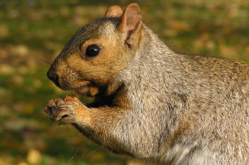 Grå ekorre, Sciurus carolinensis