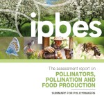 Första rapporten från IPBES: Pollinering