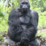 Gorilla