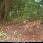 Small felids in India