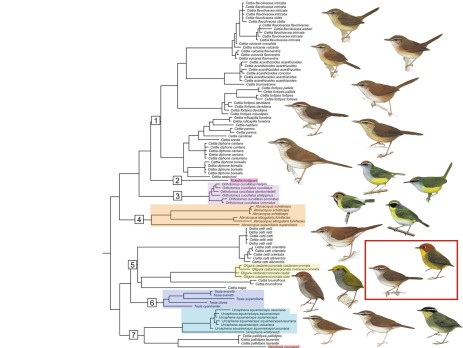 Släktträd för cettisångarfamiljen (Cettiidae)