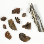 Millimeterlånga rester av ryggradsdjur från silurperioden, som representerar den tidigaste uppblomstringen av käklösa och käkförsedda fiskar.