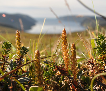 Dvärglummer "Selaginella selaginoides" vid Nordkap, Norge.