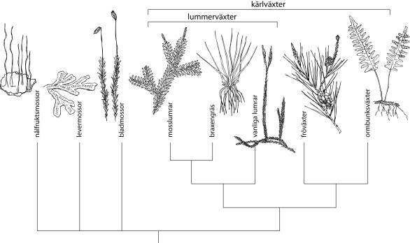 Landväxternas släktträd.