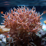 Fågelbokorall (Seriatopora hystrix) är en av korallerna som används som modellorganism på Sjöfartsmuseet Akvariet.