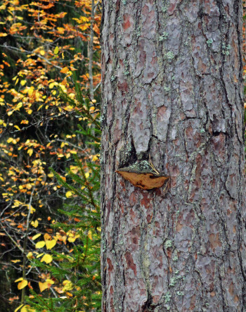 En äldre tallskog med gamla träd och en del död ved. Här finns en del signalarter (t.ex. tallticka, Phellinus pini), men inte några hotade arter. Om skogen ligger i anslutning till bestånd med hotade arter, och det finns lämpliga substrat (t.ex. död ved, gamla och grova träd) så finns potentialen för naturvärden. Borde området räknas in bland bestånd med höga naturvärden? Om mörk biodiversitet kan räknas in i naturvärdena blir svaret ja.