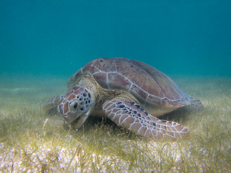 Unga soppsköldpaddor (Chelonia mydas) tillbringar sin uppväxt på grunda vatten där de betar av sjögräs och alger. Där är de utsatta för både jakt och biotopförstörelse i form av föroreningar, utbyggnad av hamnar och annan infrastruktur och överexploatering av naturresurser, och de blir påkörda av snabbgående båtar. Arten är starkt hotad enligt IUCN.