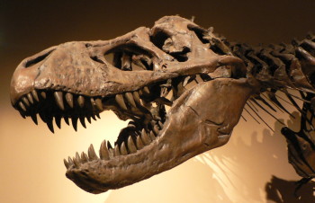 "Tyrannosaurus rex" var en av de sista stora dinosaurierna att dö ut. Arten över¬levde inte det femte massutdöendet i slutet av krita, för ca 65 miljoner år sedan. De enda dinosaurier som överlevde detta massutdöende var små och fjäderbeklädda varelser som sedermera utvecklades till det vi kallar fåglar.