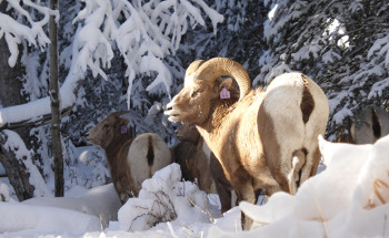 Bagge av tjockhornsfår i Sheep River, Kanada, öronmärkt för ekologiska beteendestudier.