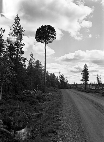 En suptall är en ofta äldre och grov eller solitär tall, som på något sätt utmärkte sig, utmed en färdväg där resande förr brukade stanna till för att rasta, och där de som det antyds kan ha tagit sig en sup. En del suptallar är än idag skyddade som natur-minnesmärken. Bilden är från Vittangi socken, Lappland, och är tagen 1914. Denna tall är ett känt vägmärke, vars hela krona utgöres av en tät s.k. marknuta.