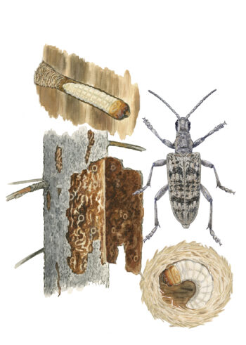 Illustration med barrträdlöpare, dess larv och gnag.