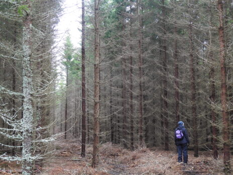 En granplantage med vuxna granar i täta rader, döda i allt utom toppen. En person står i en av raderna och tittar upp.