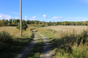 Liten grusväg som går över en ängsmark, med skogsbryn vid horisonten.