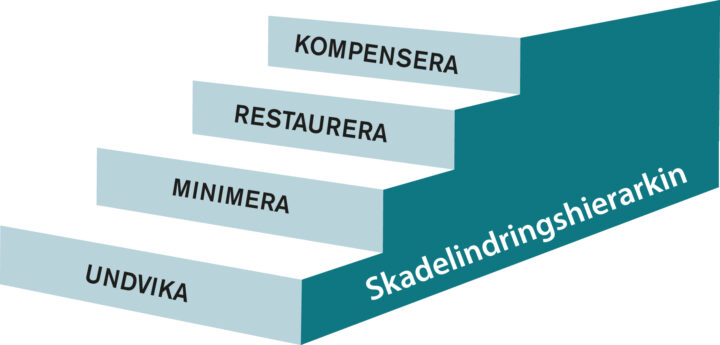 Illustration över skadelindringshierarkin, som visar en trappa med trappstegen Undvika, minimera, restaurera, kompensera.