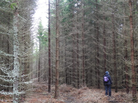 A forest plantation with long rows of spruces, and an person standing in a row, looking up at the trees. Photo.
