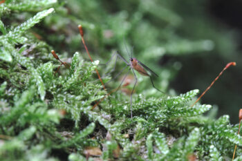 Närbild på en liten mygga bland mossa. Foto.