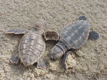 Närbild på två nykläckta ungar av arten oäkta karettsköldpadda, i sanden.