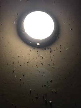 Närbild på vägglampa med en mängd insekter sittande runtom på väggen. Foto.