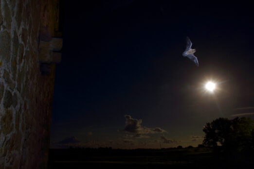 Fladdermus vid en mur i natten, upplyst av månen.