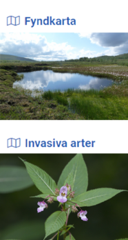 Två bilder med text: "Fyndkarta", visar bild med en våtmark i fjällen. "Invasiva arter" visar en jättelupin. Foton .