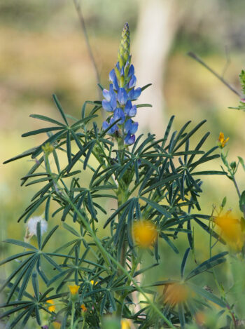 Närbild av smalbladig lupin. Foto.