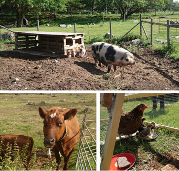 Collage av tre bilder: en bild på en svartfläckig gris med kultingar, en närbild på en röd ko, en bild en höna med kycklingar. Fotocollage.