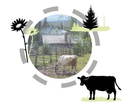 Collage av foton och illustrationer: fotot i mitten visar en ko i förgrunden som betar, en stuga i bakgrunden och skog runtomkring.