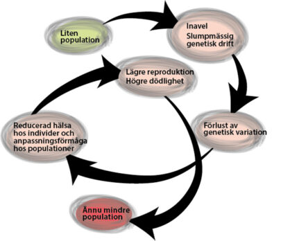 Illustration med en spiral som visar sex olika stadier från liten population till ännu mindre population.