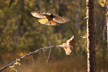 Två lavskrikor, en sittande på en tallgren och en flygande. Foto.