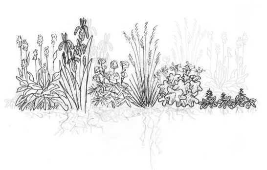 Växter i olika nivåer vid en vattenspegel. Illustration.