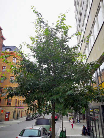Gata i storstad med träd planterade vid gatans kant. Foto.