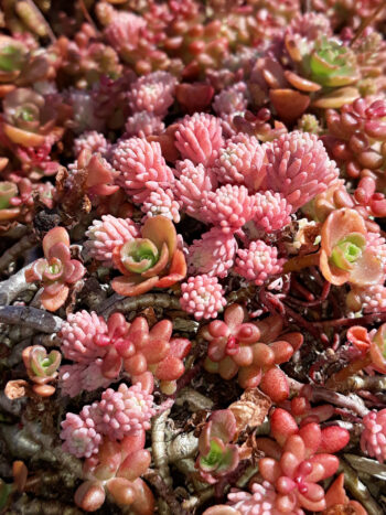 Närbild på växten sedum. Foto.