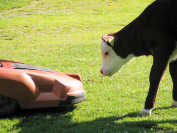 En liten kalv nosar på en robotgräsklippare på en gräsmatta. Foto.