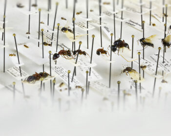 Närbild på olika arter på myror uppsatta på en samlingskarta.