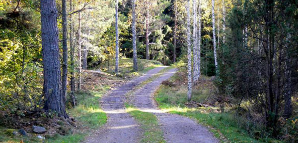 En väg genom skogen är en god bild av de hänsyn en skogsägare måste ta. Vägen på bilden fungerar som: transportled för virkesbilar, promenadstig för svampplockare och vandrare, tillflyktsort för skyddsvärda djur och växter, ridstig, tillfartsväg för sommarstugeägarna längst in på vägen och som transportväg för jägare och skogsbrukare.