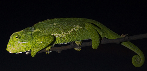 Flap necked chameleon, Chamaeleo dilepis, from Namibia