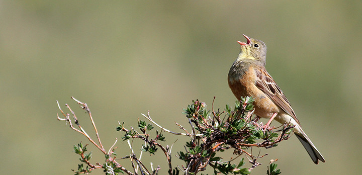 Ortolansparv