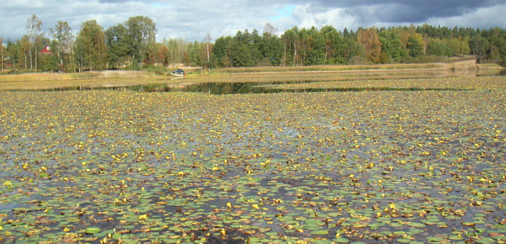 Sjögull