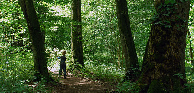 Skogen, klimatet och ekosystemtjänsterna