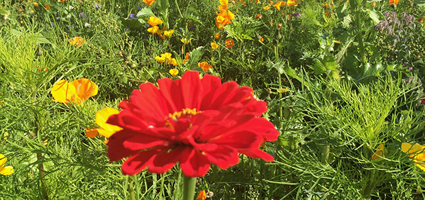 Tusen blommor blommar