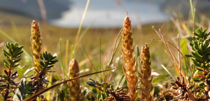 Dvärglummer "Selaginella selaginoides" vid Nordkap, Norge.