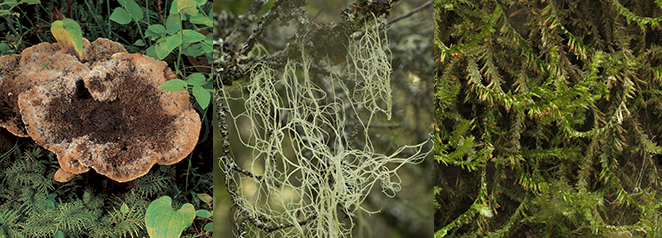 Raggtaggsvamp (Hydnellum mirabile), Garnlav (Alectoria sarmentosa) och aspfjädermossa (Neckera pennata),