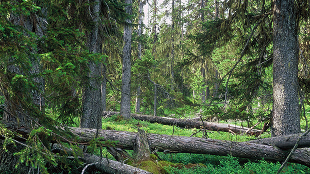 Fjällnära barrnaturskog