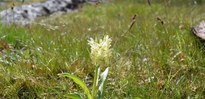 Foto på en naturbetesäng och en blommande Adam och Eva.