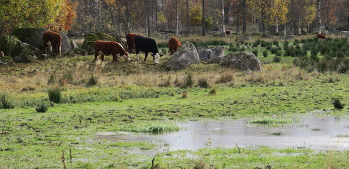 Kor som betar på en strandäng vid en våtmark, med lövskogsbryn i bakgrunden. Foto.