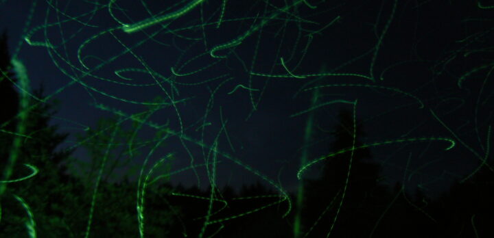 Flygande insekter i belysning syns som gröna sträck mot en mörk himmel. Foto.