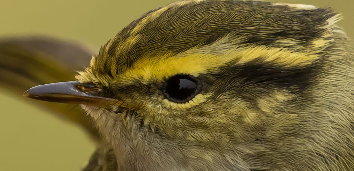 Extrem närbild på fågelhuvud med ögat i fokus.